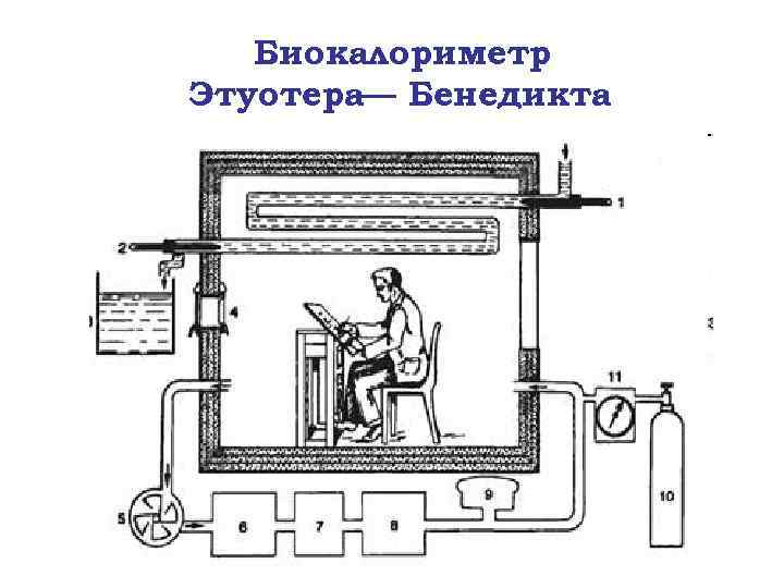 Биокалориметр Этуотера— Бенедикта 