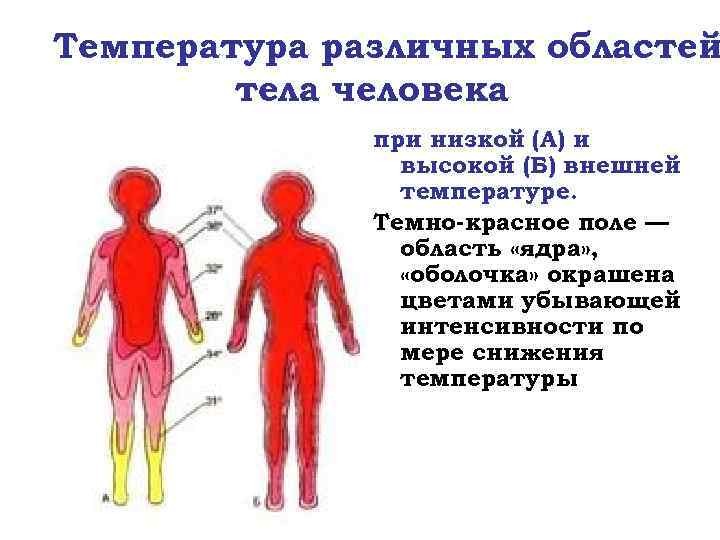 Температура различных областей тела человека при низкой (А) и высокой (Б) внешней температуре. Темно-красное