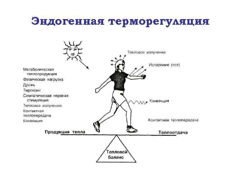 Эндогенная терморегуляция 