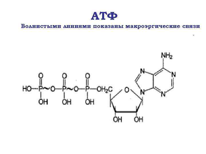 Рисунок молекулы атф