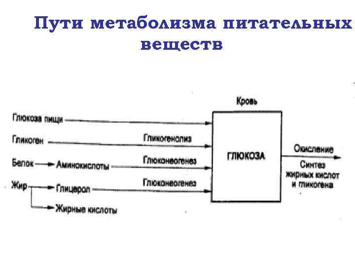 Пути метаболизма питательных веществ 