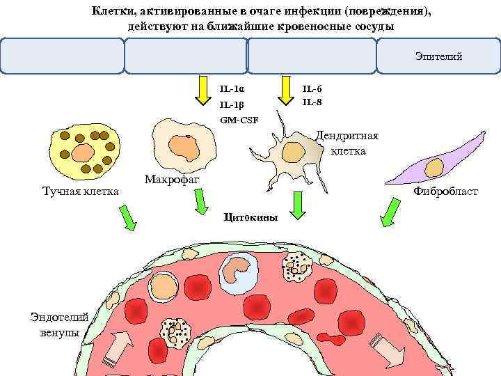 Клетки, активированные в очаге инфекции (повреждения), действуют на ближайшие кровеносные сосуды Эпителий IL-1α IL-1β