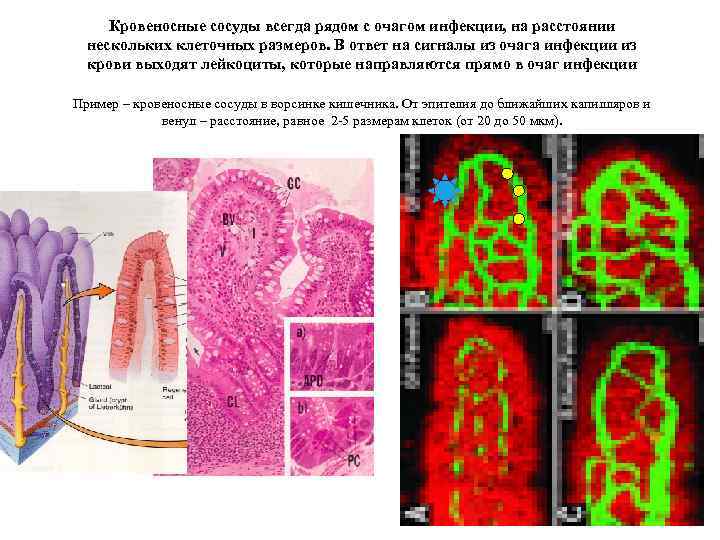 Кровеносные сосуды всегда рядом с очагом инфекции, на расстоянии нескольких клеточных размеров. В ответ