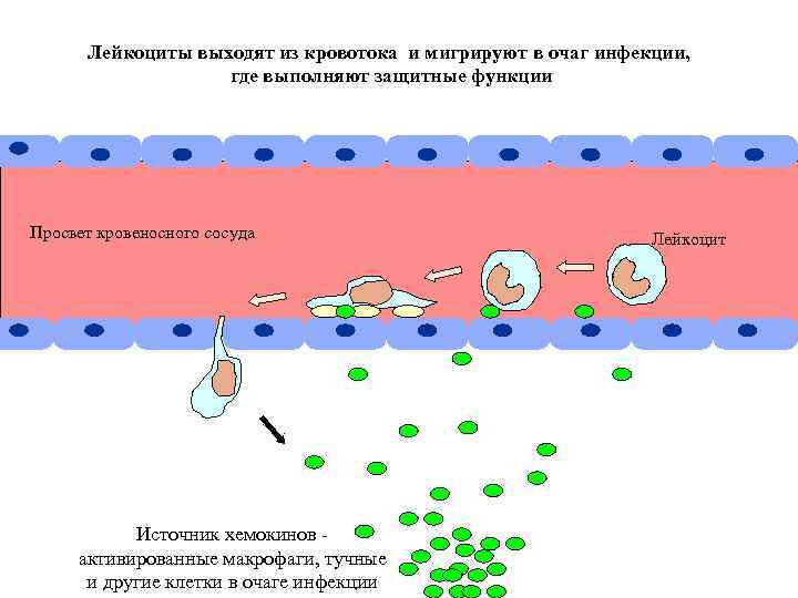 Лейкоциты выходят из кровотока и мигрируют в очаг инфекции, где выполняют защитные функции Просвет