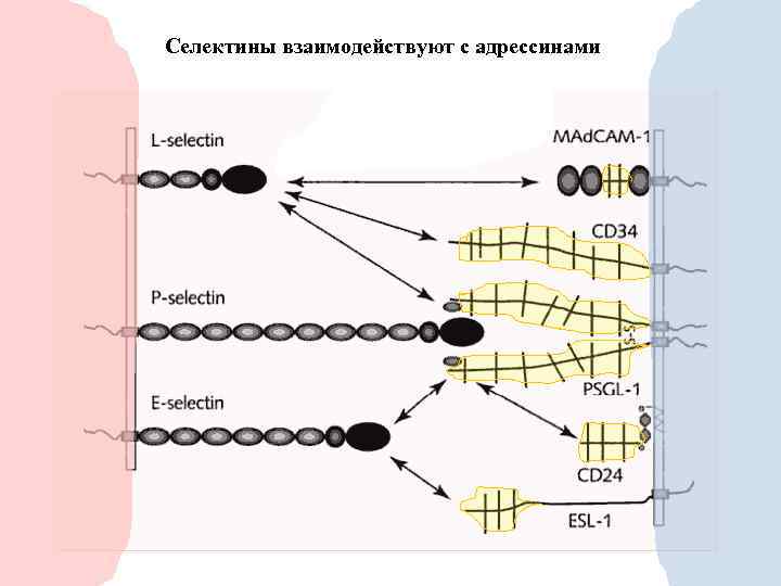 Селектины взаимодействуют с адрессинами 