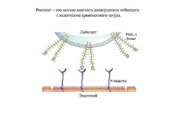 Роллинг – это начало контакта движущегося лейкоцита с эндотелием кровеносного сосуда Лейкоцит Эндотелий 