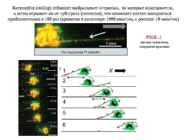 Катящийся (rolling) лейкоцит выбрасывает «стропы» , на которые накатывается, а затем отрывает их от