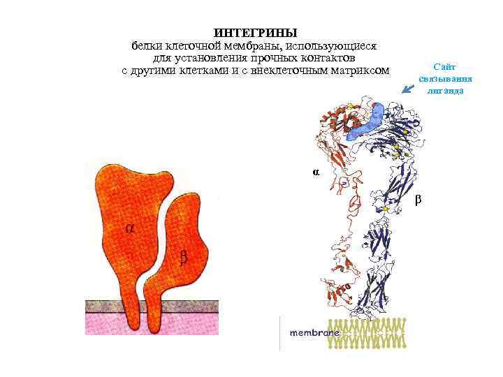 ИНТЕГРИНЫ белки клеточной мембраны, использующиеся для установления прочных контактов с другими клетками и с