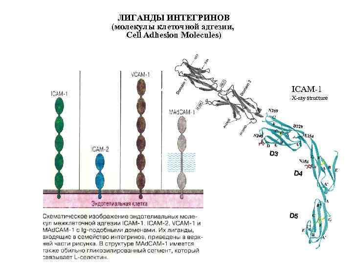 ЛИГАНДЫ ИНТЕГРИНОВ (молекулы клеточной адгезии, Cell Adhesion Molecules) ICAM-1 X-ray structure 