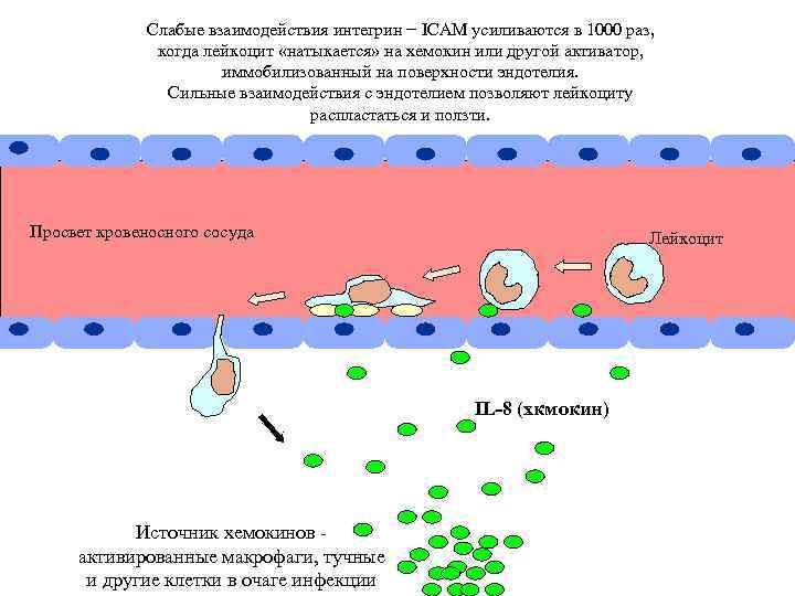 Слабые взаимодействия интегрин − ICAM усиливаются в 1000 раз, когда лейкоцит «натыкается» на хемокин