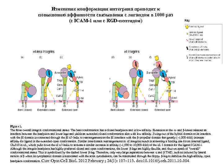 Изменение конформации интегрина приводит к повышению аффинности связывания с лигандом в 1000 раз (с