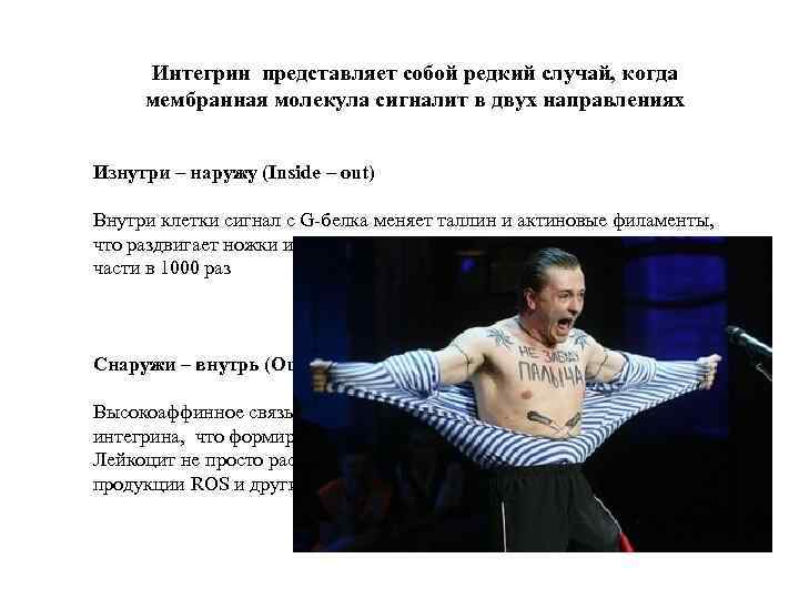 Интегрин представляет собой редкий случай, когда мембранная молекула сигналит в двух направлениях Изнутри –