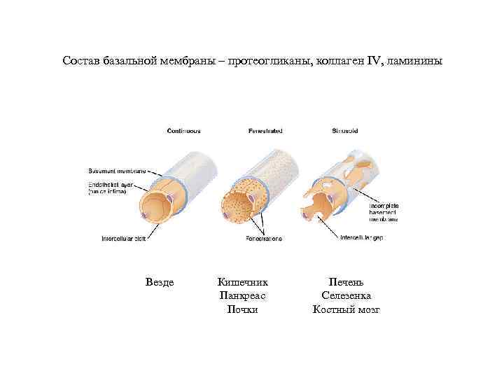 Состав базальной мембраны – протеогликаны, коллаген IV, ламинины Везде Кишечник Панкреас Почки Печень Селезенка