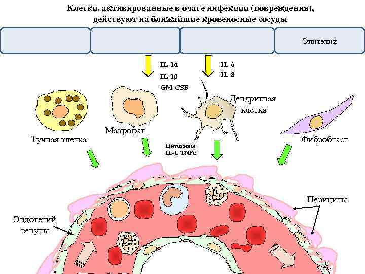 Клетки, активированные в очаге инфекции (повреждения), действуют на ближайшие кровеносные сосуды Эпителий IL-1α IL-1β
