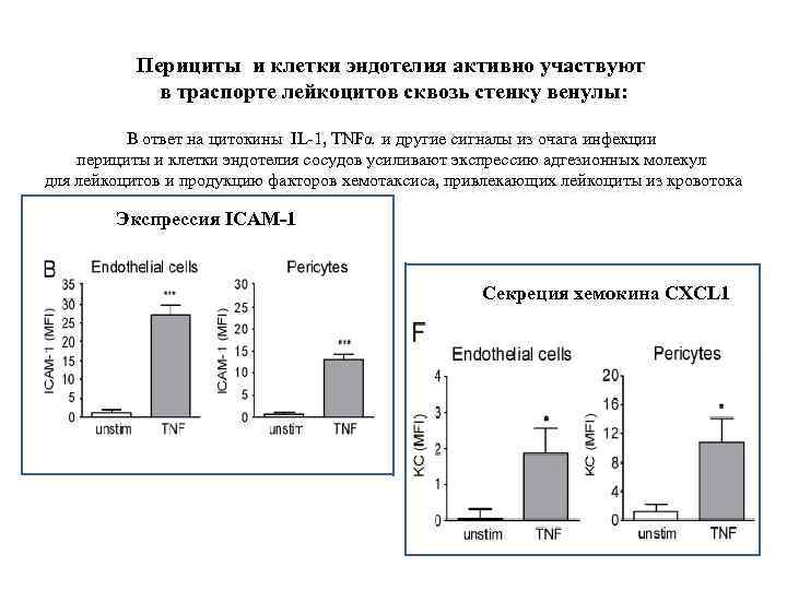 Перициты и клетки эндотелия активно участвуют в траспорте лейкоцитов сквозь стенку венулы: В ответ