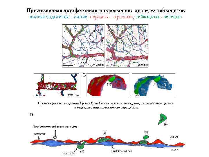 Прижизненная двухфотонная микроскопия: диапедез лейкоцитов клетки эндотелия – синие, перциты – красные, лейкоциты -