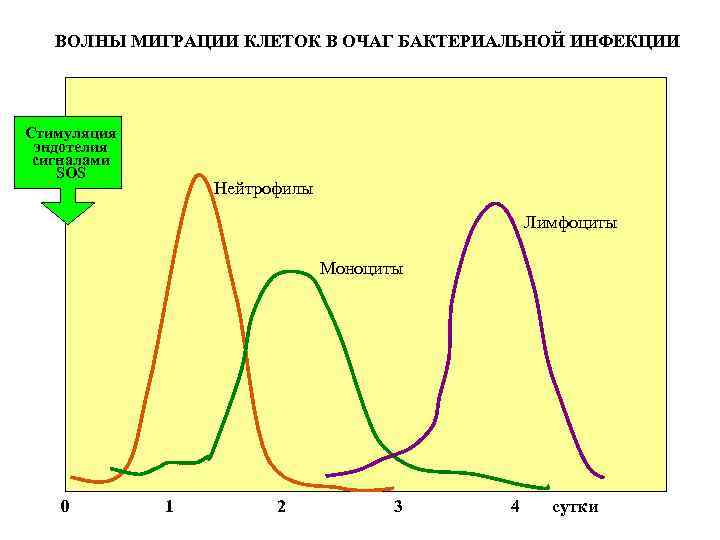 ВОЛНЫ МИГРАЦИИ КЛЕТОК В ОЧАГ БАКТЕРИАЛЬНОЙ ИНФЕКЦИИ Стимуляция эндотелия сигналами SOS Нейтрофилы Лимфоциты Моноциты