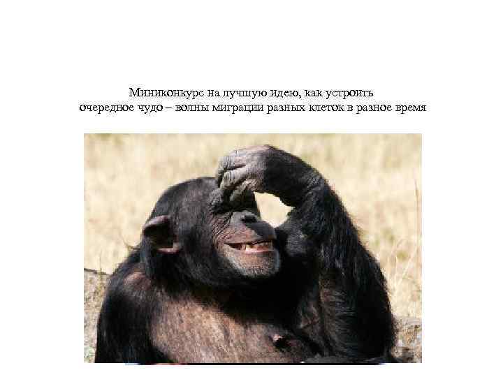 Миниконкурс на лучшую идею, как устроить очередное чудо – волны миграции разных клеток в