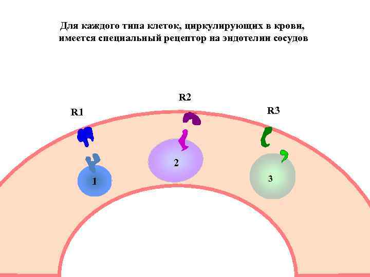 Для каждого типа клеток, циркулирующих в крови, имеется специальный рецептор на эндотелии сосудов R