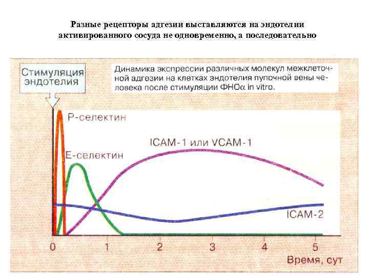 Разные рецепторы адгезии выставляются на эндотелии активированного сосуда не одновременно, а последовательно 
