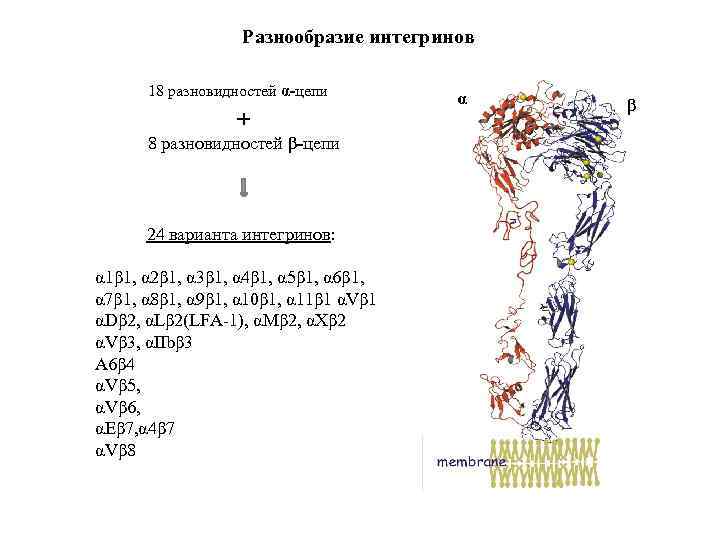 Разнообразие интегринов 18 разновидностей α-цепи + 8 разновидностей β-цепи 24 варианта интегринов: α 1β