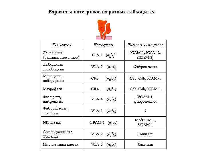Варианты интегринов на разных лейкоцитах Тип клеток Интегрины Лиганды интегринов Лейкоциты (большинство типов) LFA-1