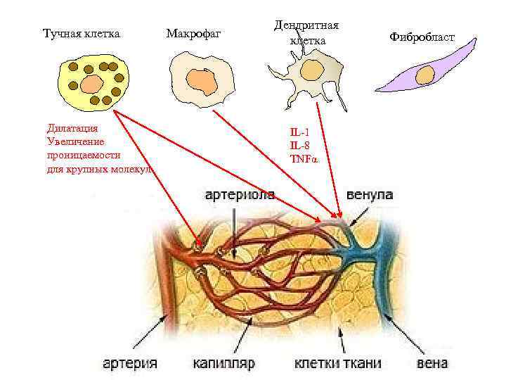 Тучная клетка Дилатация Увеличение проницаемости для крупных молекул Макрофаг Дендритная клетка IL-1 IL-8 TNFα