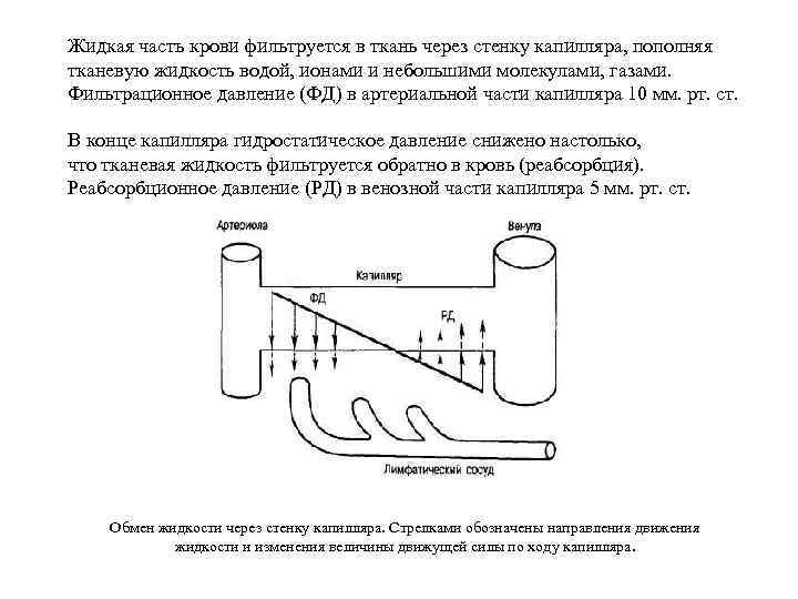 Жидкая часть крови фильтруется в ткань через стенку капилляра, пополняя тканевую жидкость водой, ионами