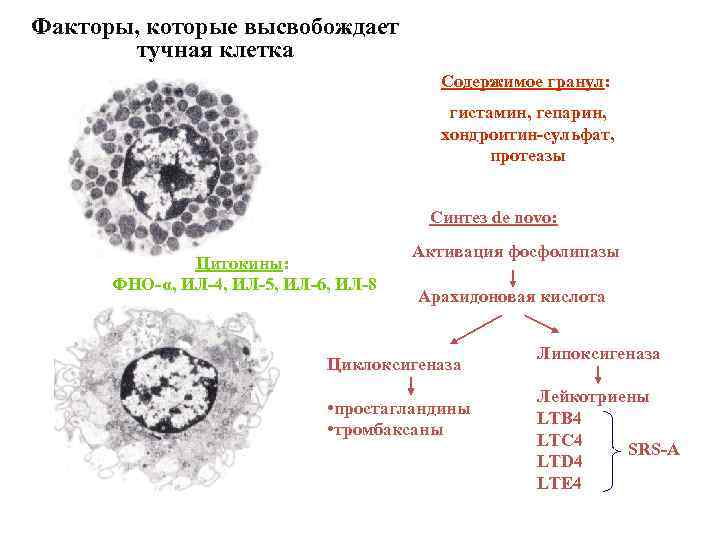 Факторы, которые высвобождает тучная клетка Содержимое гранул: гистамин, гепарин, хондроитин-сульфат, протеазы Синтез de novo: