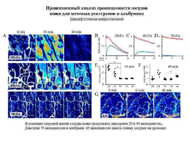 Прижизненный анализ проницаемости сосудов кожи для меченых декстранов и альбумина (двухфотонная микроскопия) В условиях