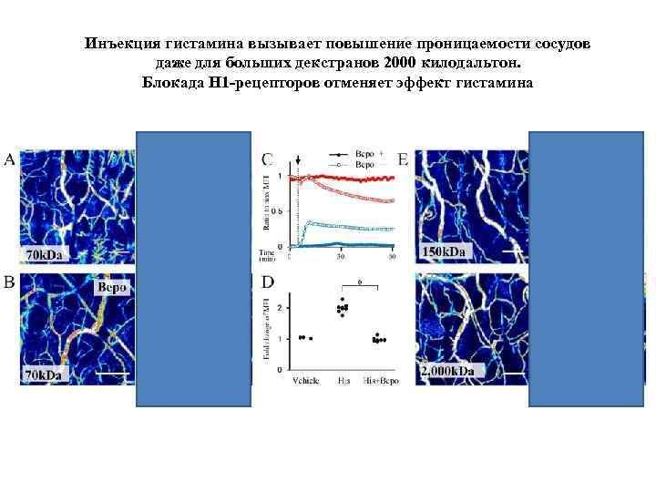 Инъекция гистамина вызывает повышение проницаемости сосудов даже для больших декстранов 2000 килодальтон. Блокада H
