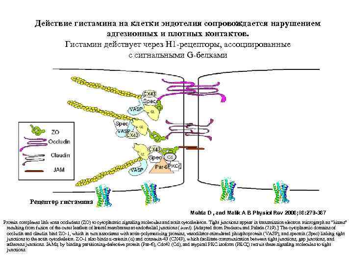 Действие гистамина на клетки эндотелия сопровождается нарушением адгезионных и плотных контактов. Гистамин действует через