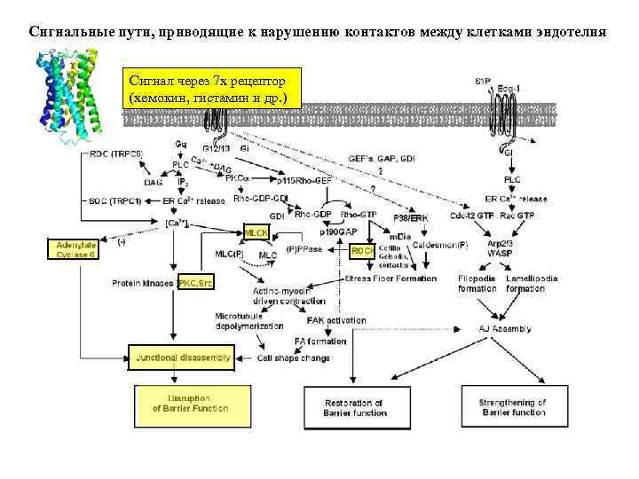 Сигнальные пути, приводящие к нарушению контактов между клетками эндотелия Сигнал через 7 x рецептор