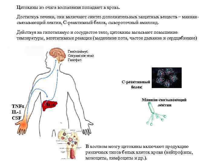 Цитокины из очага воспаления попадают в кровь. Достигнув печени, они включают синтез дополнительных защитных
