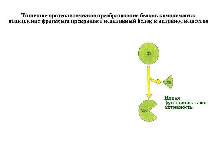 Типичное протеолитическое преобразование белков комплемента: отщепление фрагмента превращает неактивный белок в активное вещество Новая