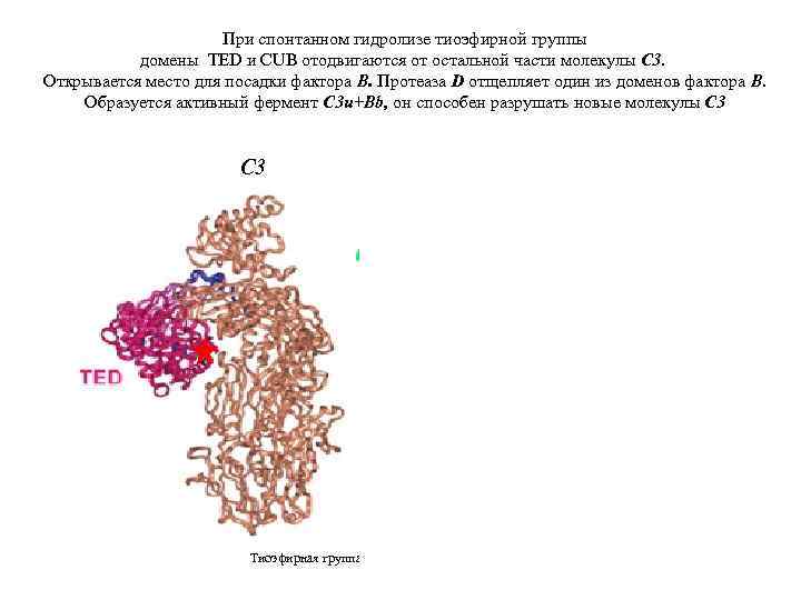 При спонтанном гидролизе тиоэфирной группы домены TED и CUB отодвигаются от остальной части молекулы