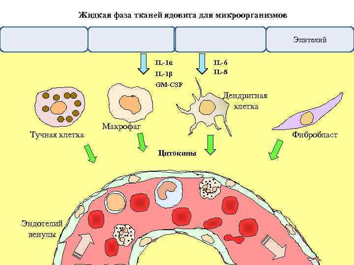 Жидкая фаза тканей ядовита для микроорганизмов Эпителий IL-1α IL-1β IL-6 IL-8 GM-CSF Дендритная клетка