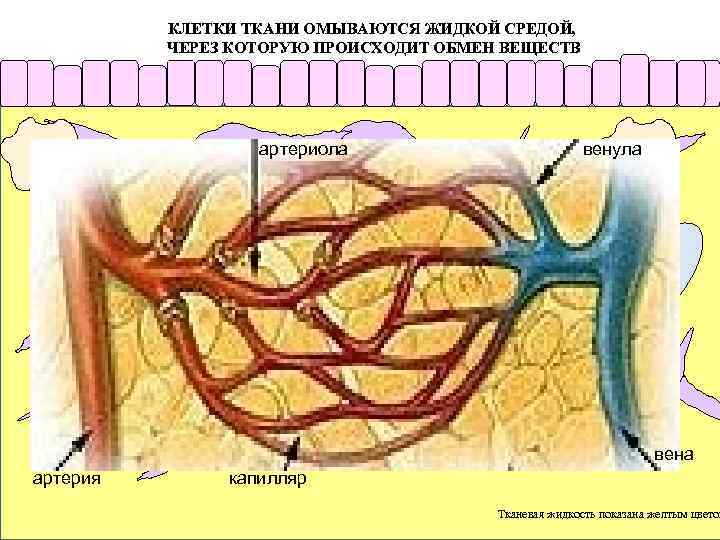 КЛЕТКИ ТКАНИ ОМЫВАЮТСЯ ЖИДКОЙ СРЕДОЙ, ЧЕРЕЗ КОТОРУЮ ПРОИСХОДИТ ОБМЕН ВЕЩЕСТВ артериола венула Клетки, населяющие