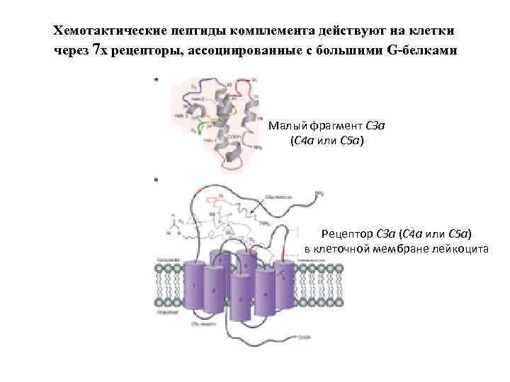 Хемотактические пептиды комплемента действуют на клетки через 7 x рецепторы, ассоциированные с большими G-белками