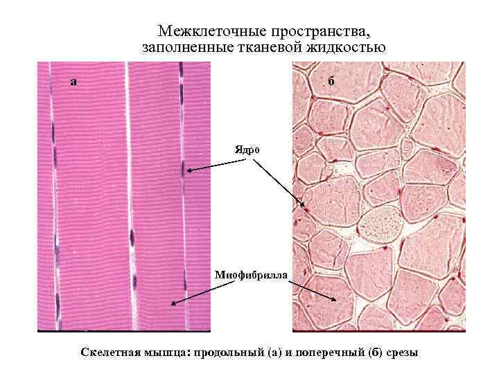 Межклеточные пространства, заполненные тканевой жидкостью а б Ядро Миофибрилла Скелетная мышца: продольный (а) и