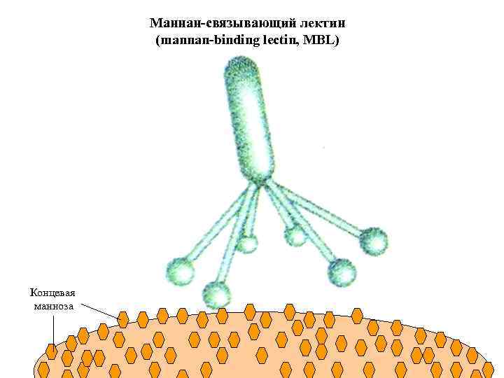 Маннан-связывающий лектин (mannan-binding lectin, MBL) Концевая манноза 
