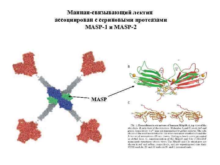 Маннан-связывающий лектин ассоциирован с сериновыми протеазами MASP-1 и MASP-2 MASP 