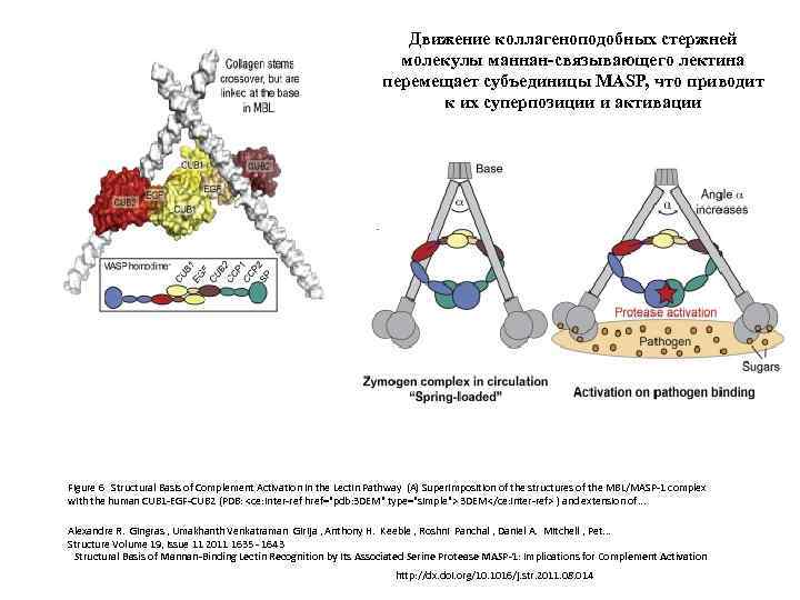 Движение коллагеноподобных стержней молекулы маннан-связывающего лектина перемещает субъединицы MASP, что приводит к их суперпозиции
