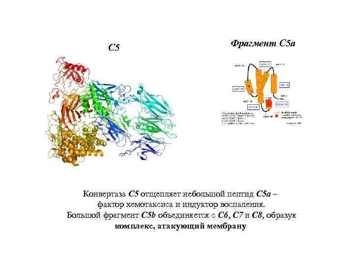 С 5 Фрагмент С 5 а Конвертаза C 5 отщепляет небольшой пептид C 5