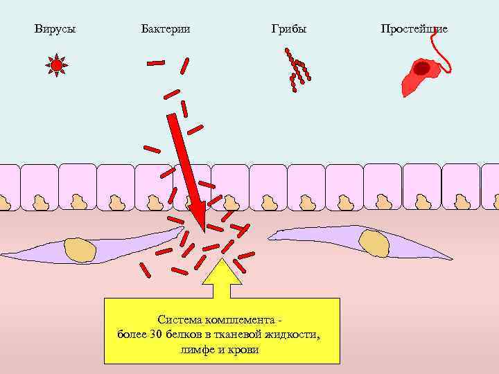 Вирусы Бактерии Грибы Система комплемента более 30 белков в тканевой жидкости, лимфе и крови