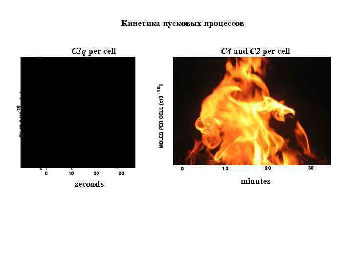 Кинетика пусковых процессов C 1 q per cell C 4 and C 2 per