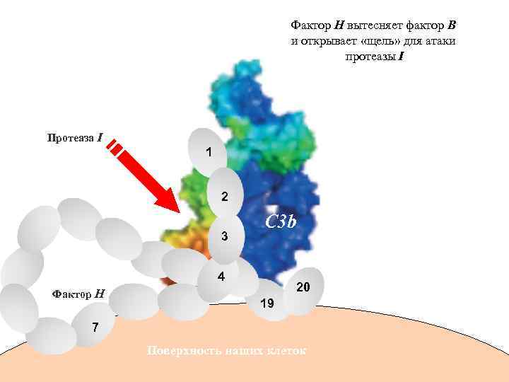 Фактор Н вытесняет фактор В и открывает «щель» для атаки протеазы I Протеаза I