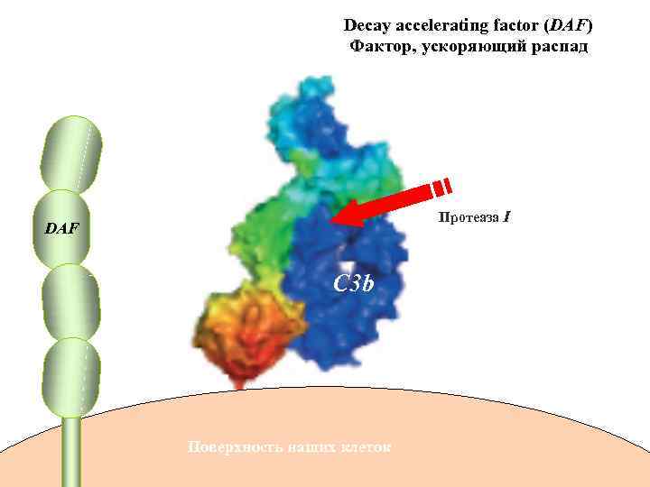 Decay accelerating factor (DAF) Фактор, ускоряющий распад Протеаза I DAF C 3 b Поверхность