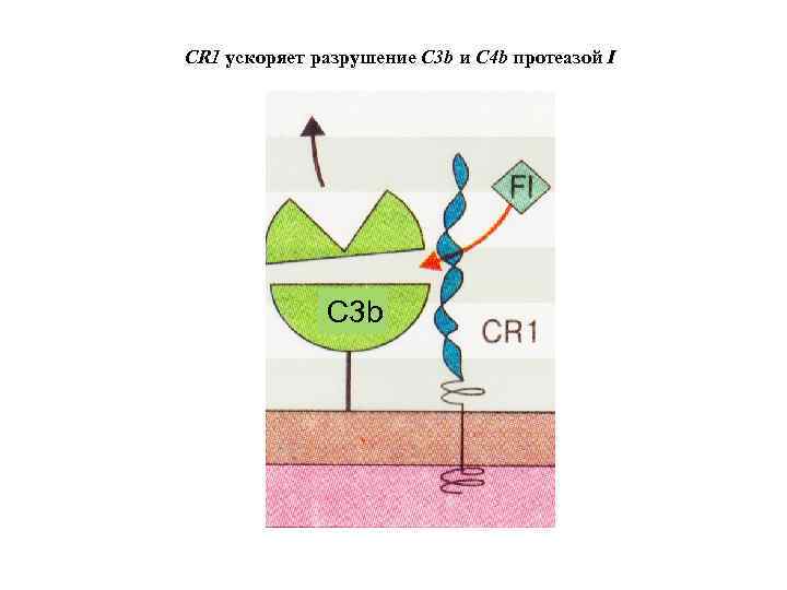 CR 1 ускоряет разрушение C 3 b и C 4 b протеазой I C