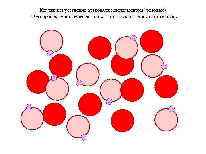 Клетки искусственно атаковали комплементом (розовые) и без промедления перемешали с интактными клетками (красные). 